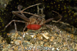 unknown crab with eggs, Alnilao, Philippines D300, 105VR by Larry Polster 
